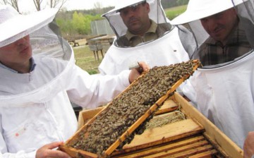 APIA: Cererile de plată pentru Programul Naţional Apicol se depun până pe 2 august inclusiv